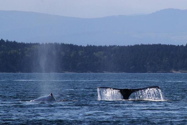 Sidney Whale Watching